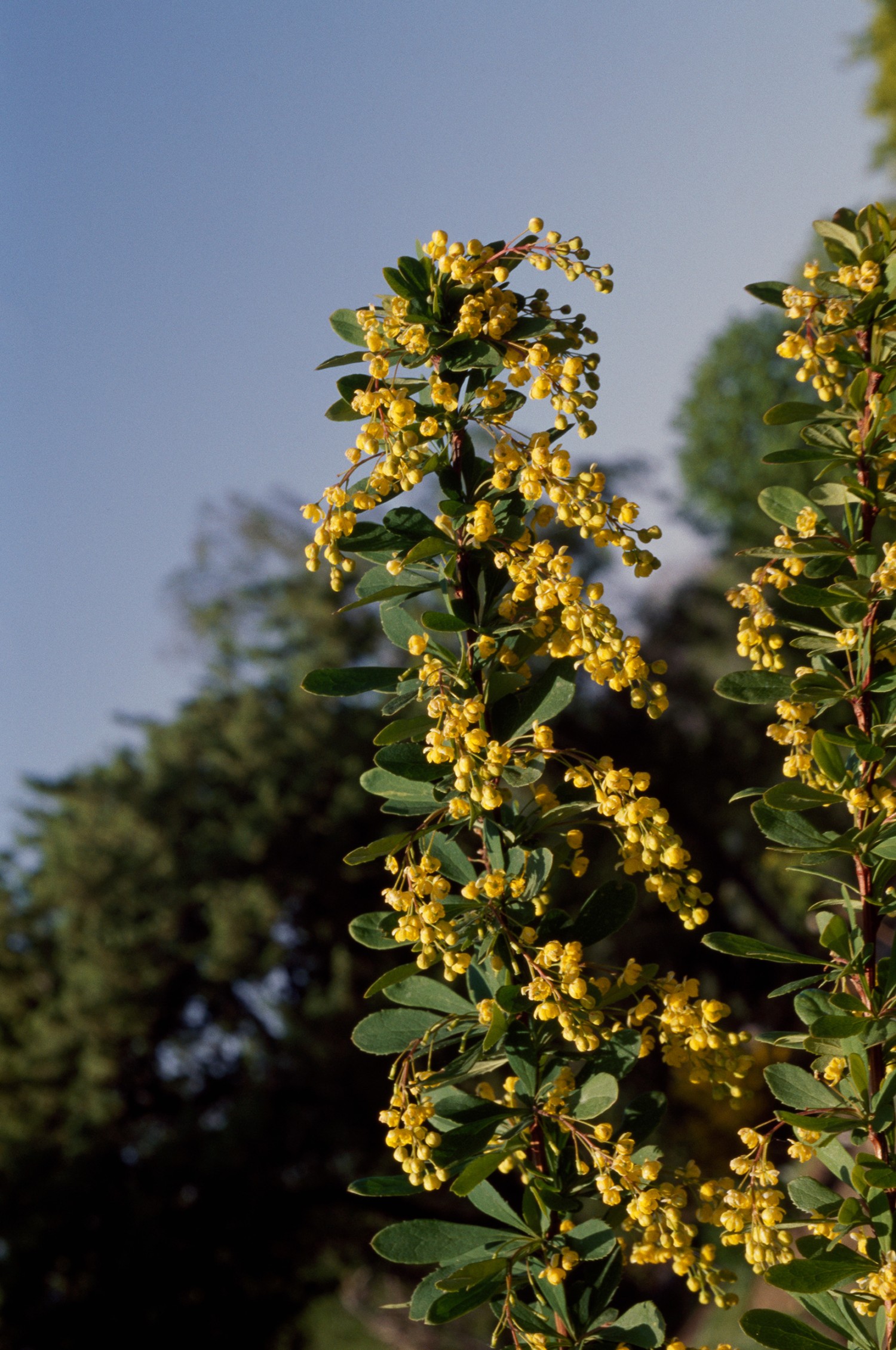 An application scenario or product detail of berberine tea - Image 18