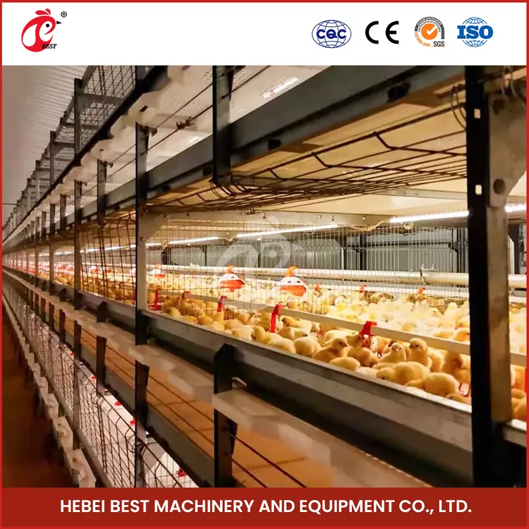 An application scenario or product detail of best chicken cages - Image 4