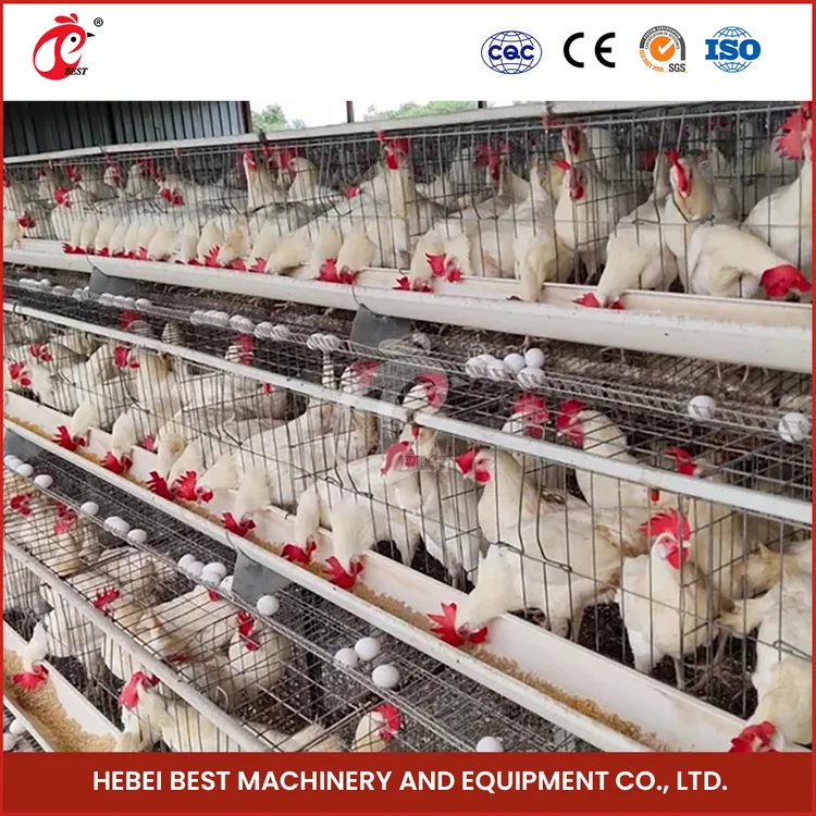 An application scenario or product detail of best chicken cages - Image 6