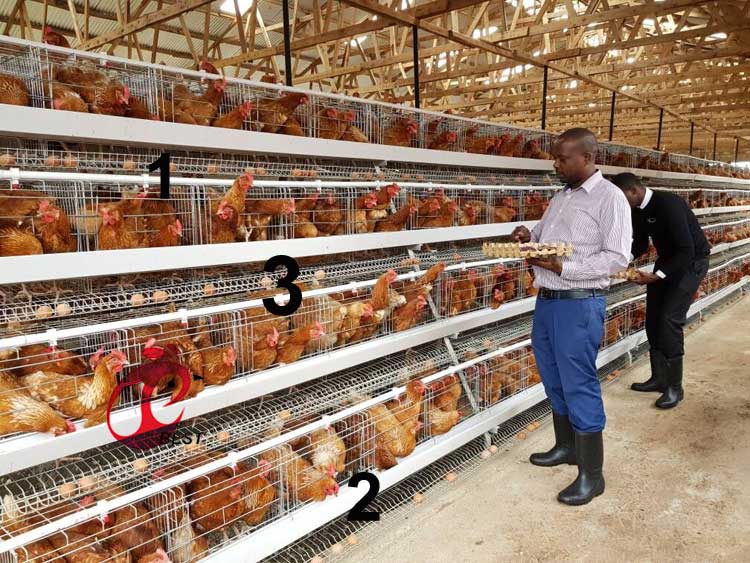 An application scenario or product detail of best chicken cages - Image 7