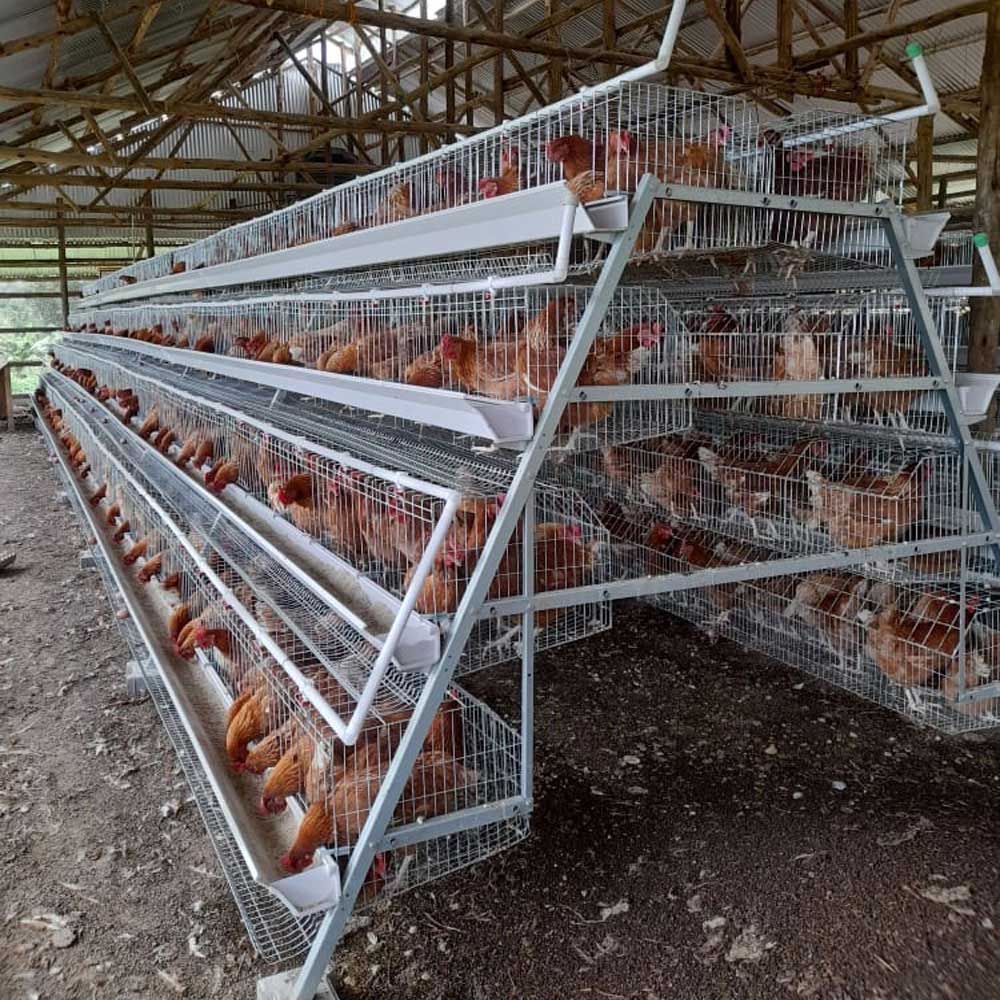 An application scenario or product detail of best chicken cages - Image 9