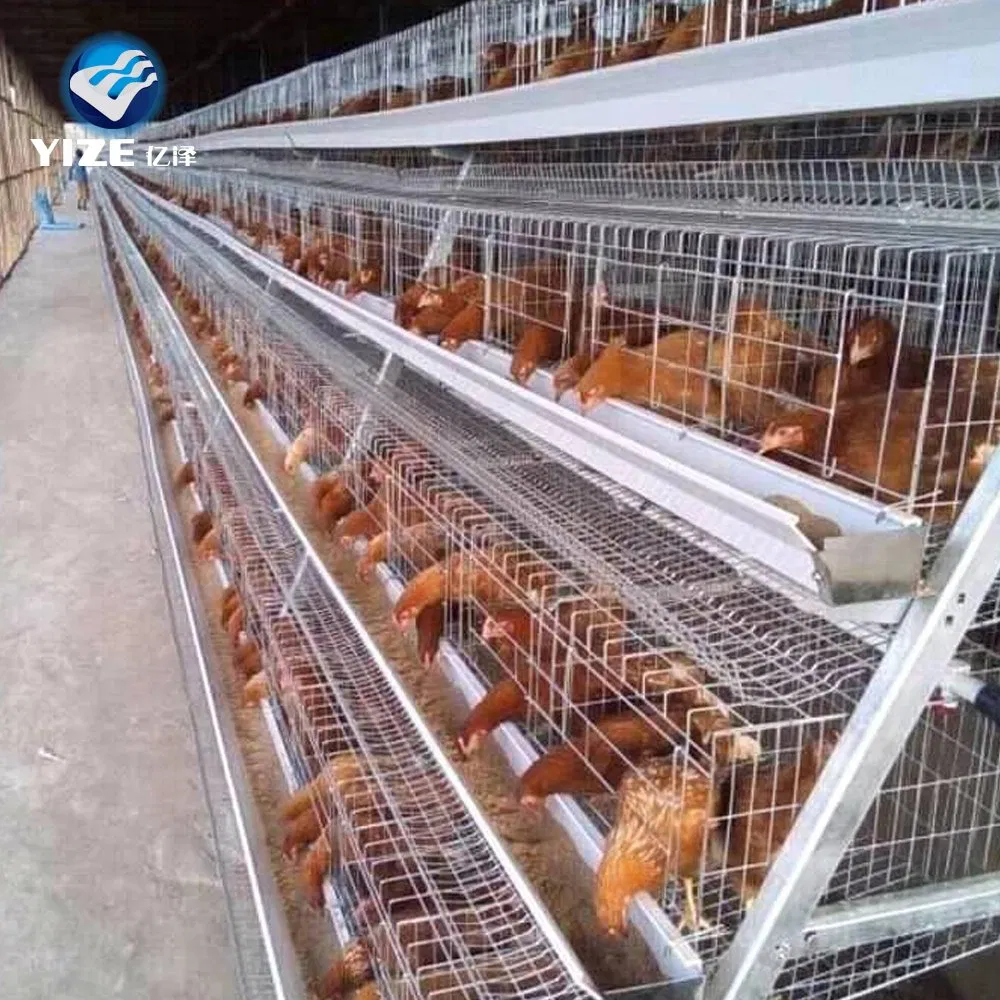 An application scenario or product detail of best chicken cages - Image 14