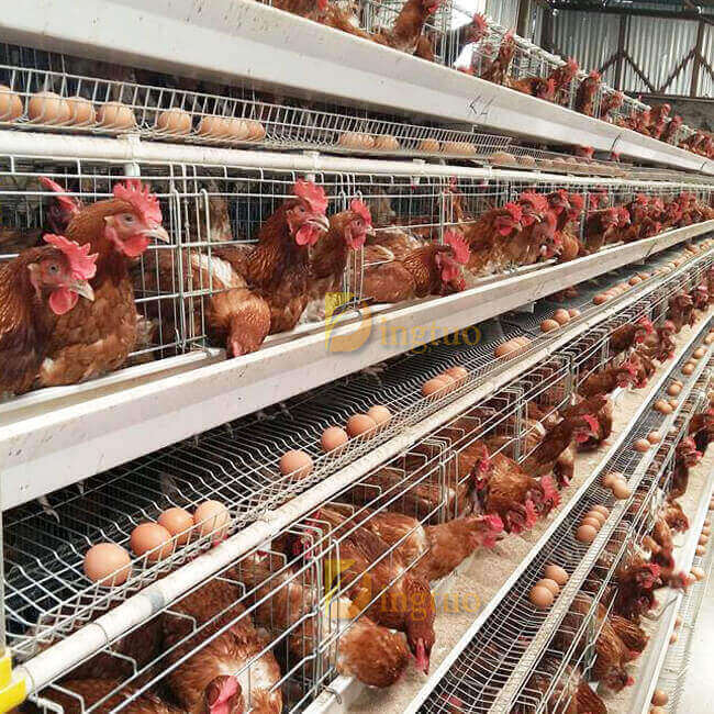 An application scenario or product detail of best chicken cages - Image 18
