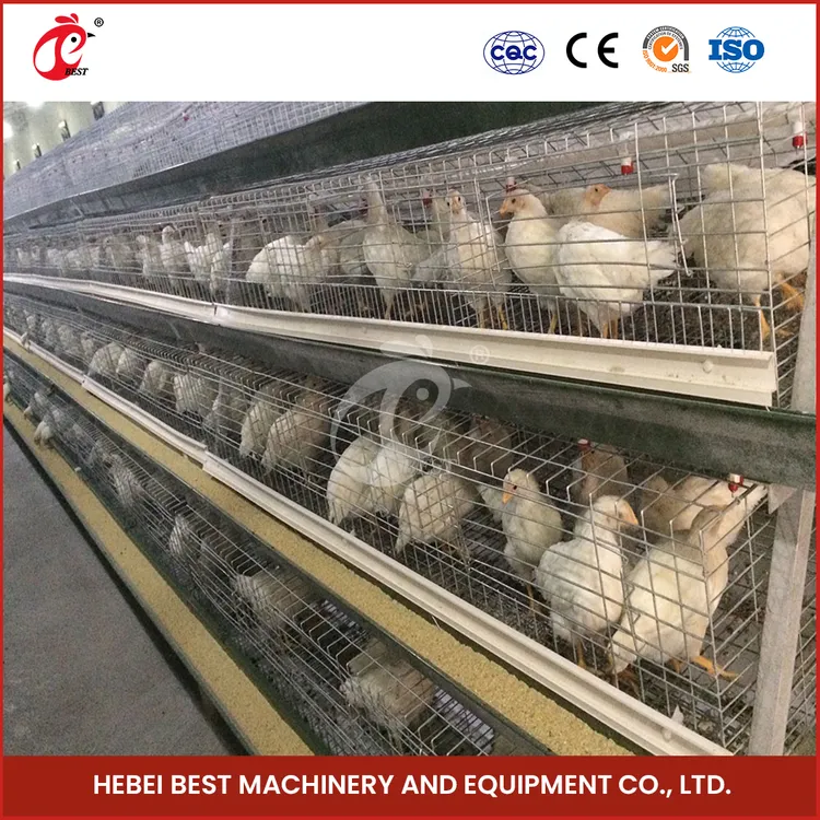 Featured image for the best chicken cages guide