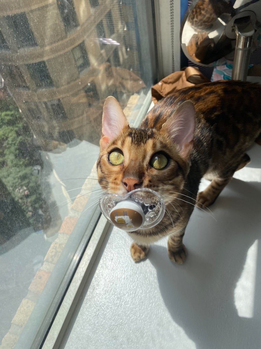 An application scenario or product detail of cat pacifier - Image 8