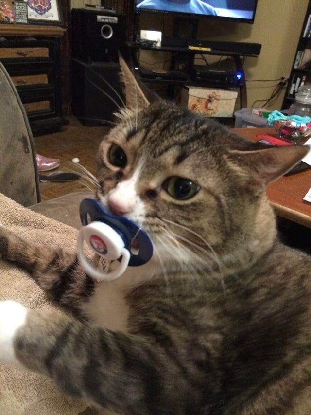 An application scenario or product detail of cat pacifier - Image 16