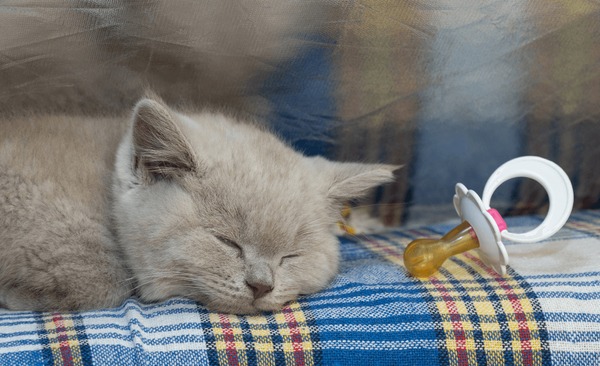 An application scenario or product detail of cat pacifier - Image 17