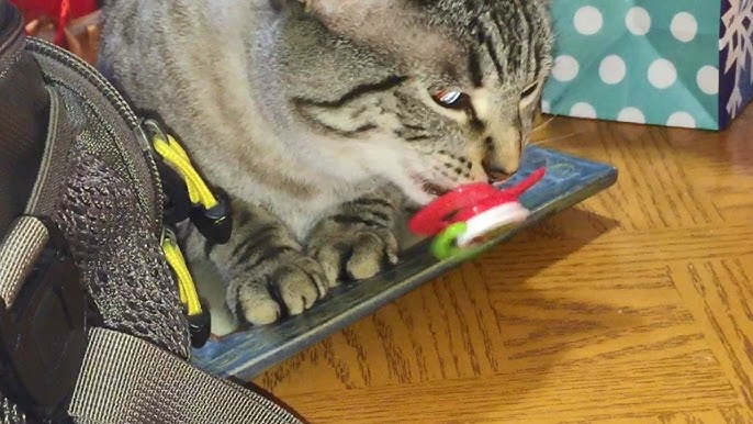 An application scenario or product detail of cat pacifier - Image 19