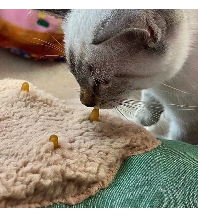 Featured image for the cat pacifier guide