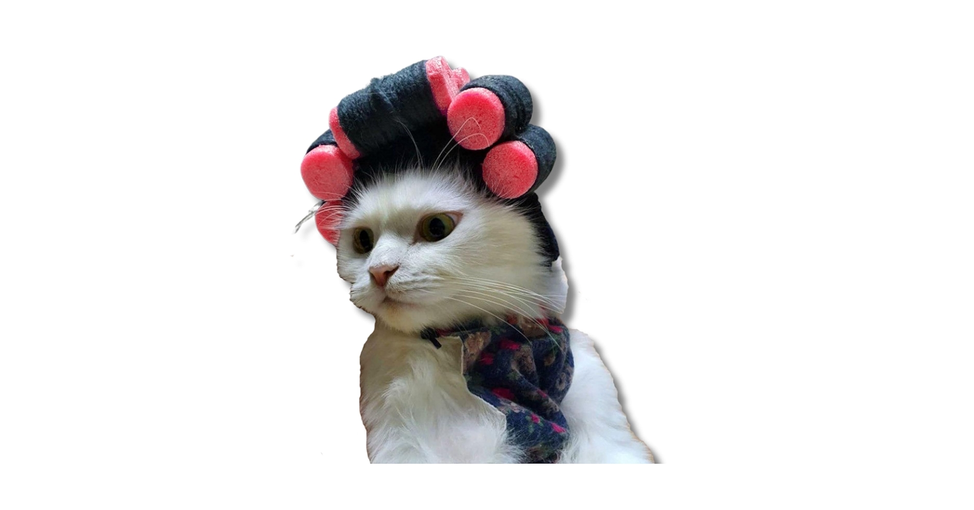 An application scenario or product detail of cat wig - Image 8