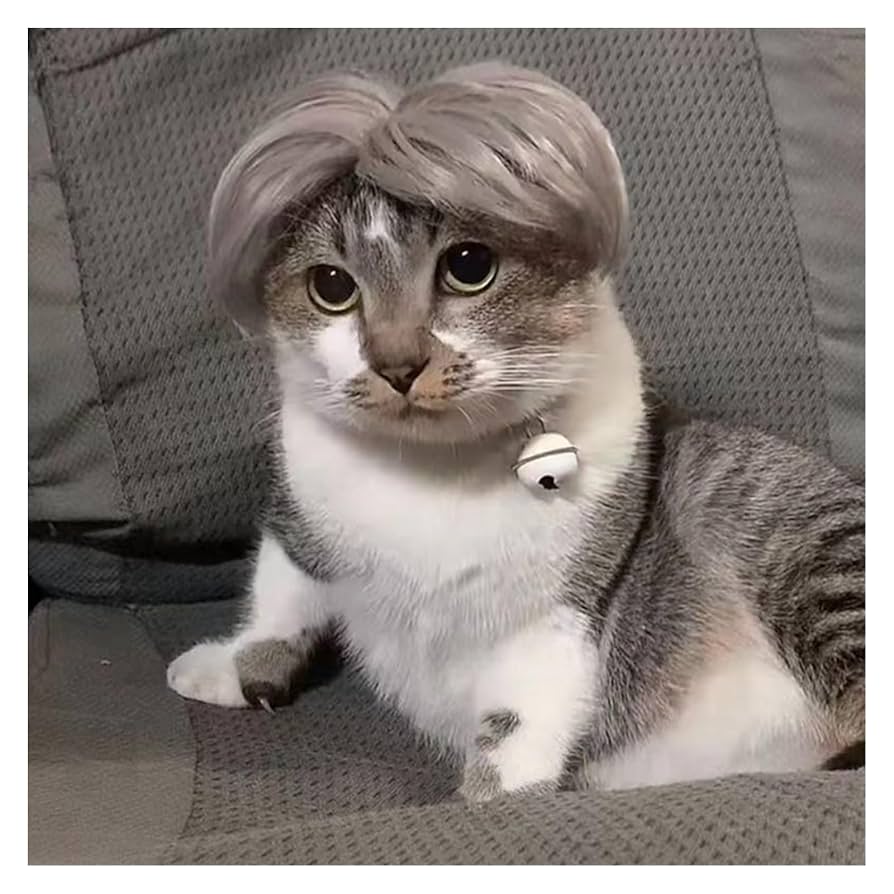 An application scenario or product detail of cat wig - Image 14