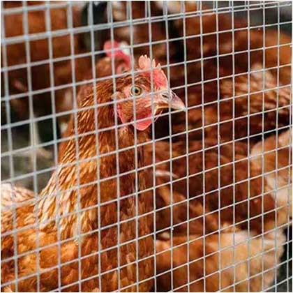 An application scenario or product detail of chicken wire types - Image 10