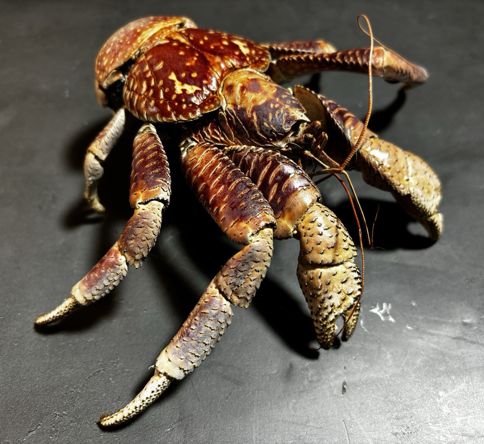 An application scenario or product detail of coconut crab for sale - Image 2