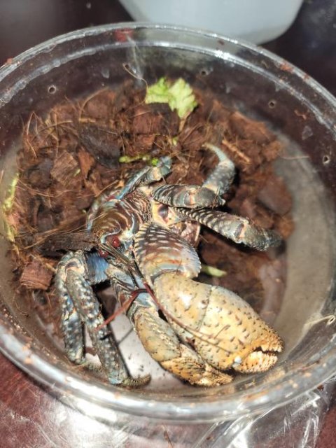 An application scenario or product detail of coconut crab for sale - Image 6