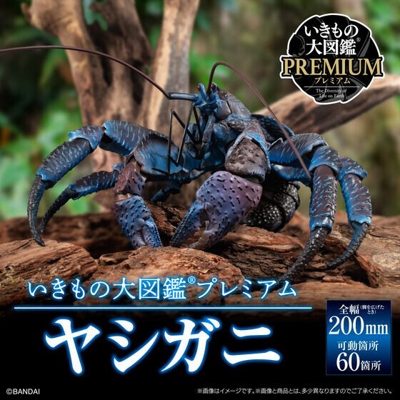 An application scenario or product detail of coconut crab for sale - Image 10