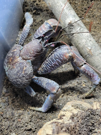 An application scenario or product detail of coconut crab for sale - Image 12