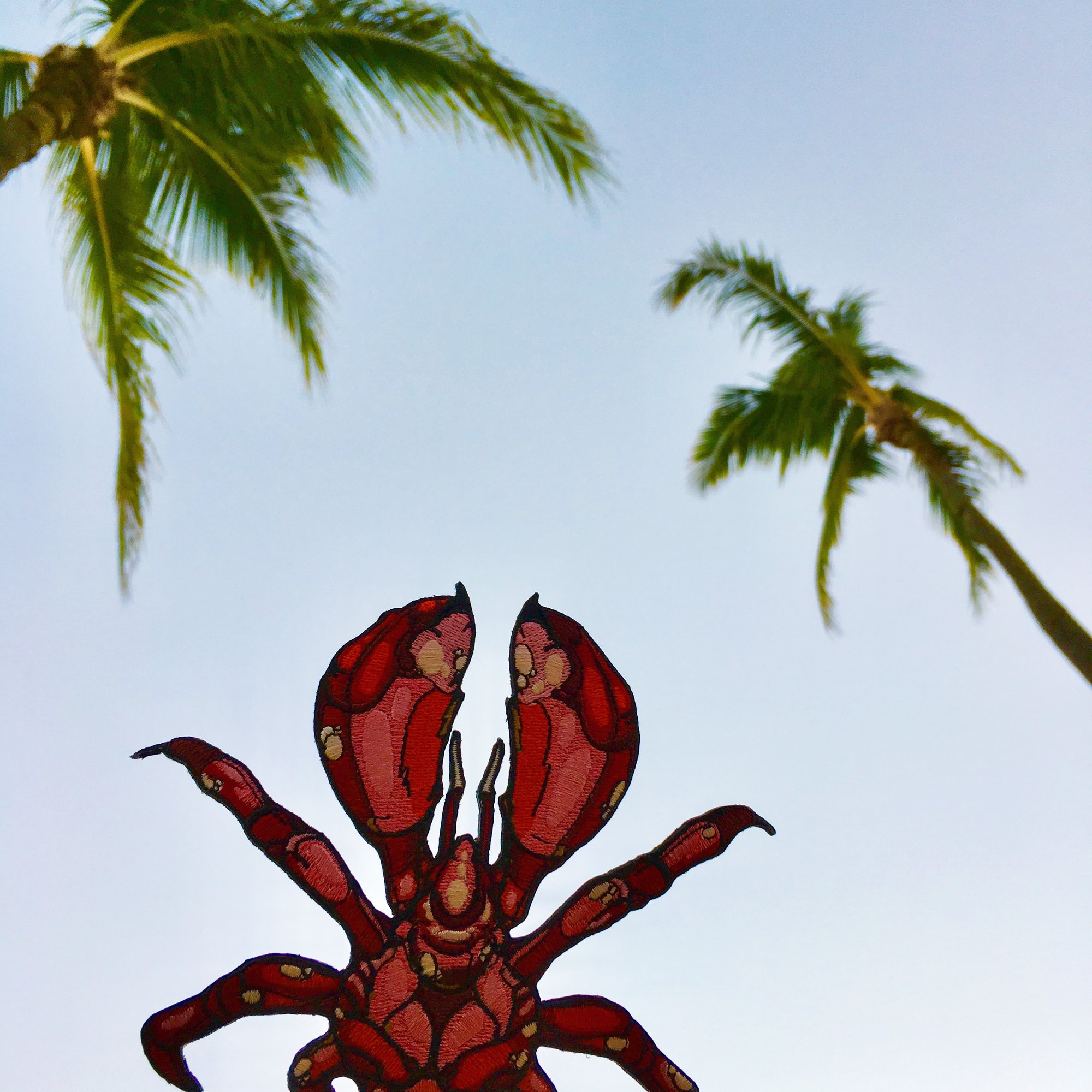 An application scenario or product detail of coconut crab for sale - Image 14