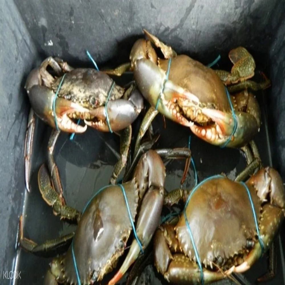 An application scenario or product detail of coconut crab for sale - Image 18