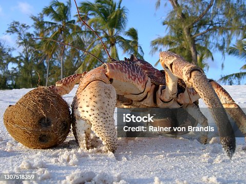 An application scenario or product detail of coconut crab for sale - Image 21