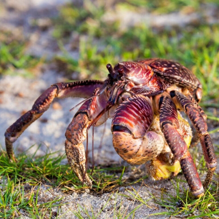 Featured image for the coconut crab for sale guide