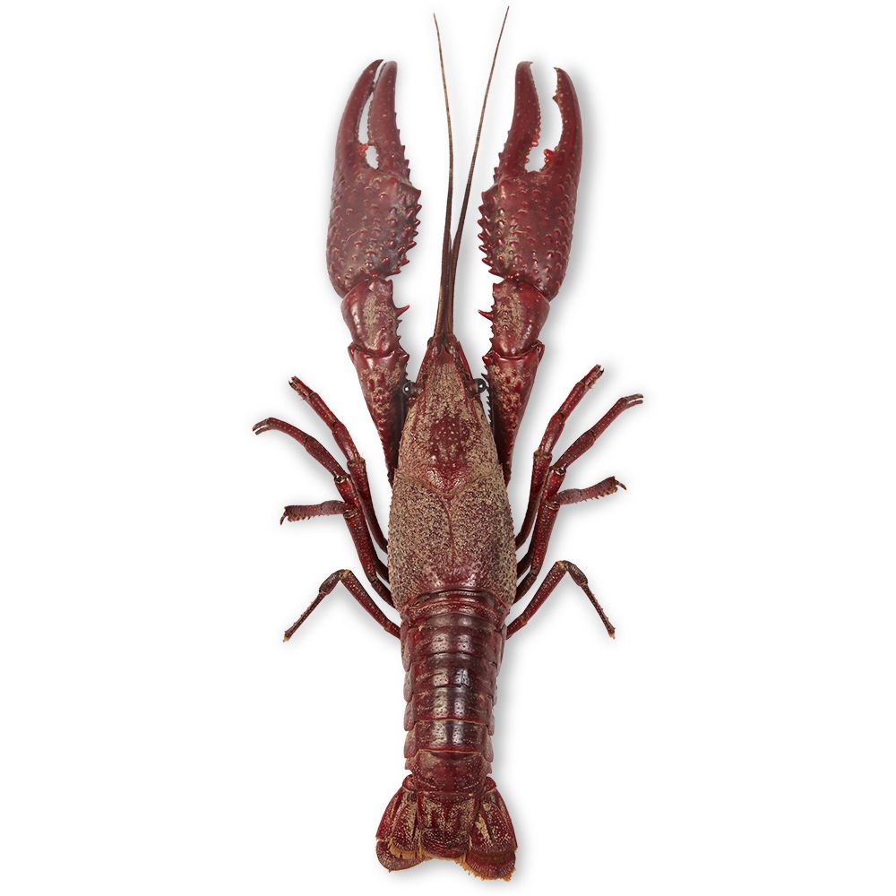 An application scenario or product detail of cost of crayfish - Image 3