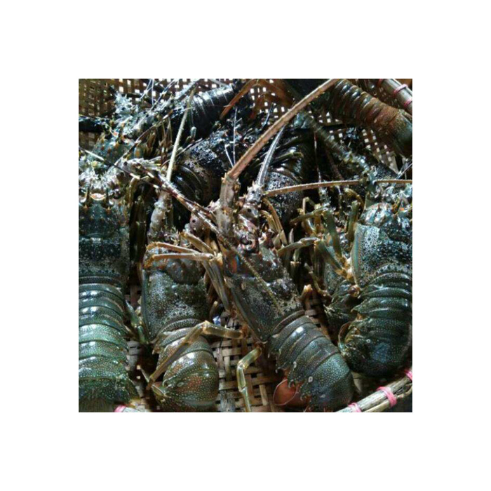 An application scenario or product detail of cost of crayfish - Image 5