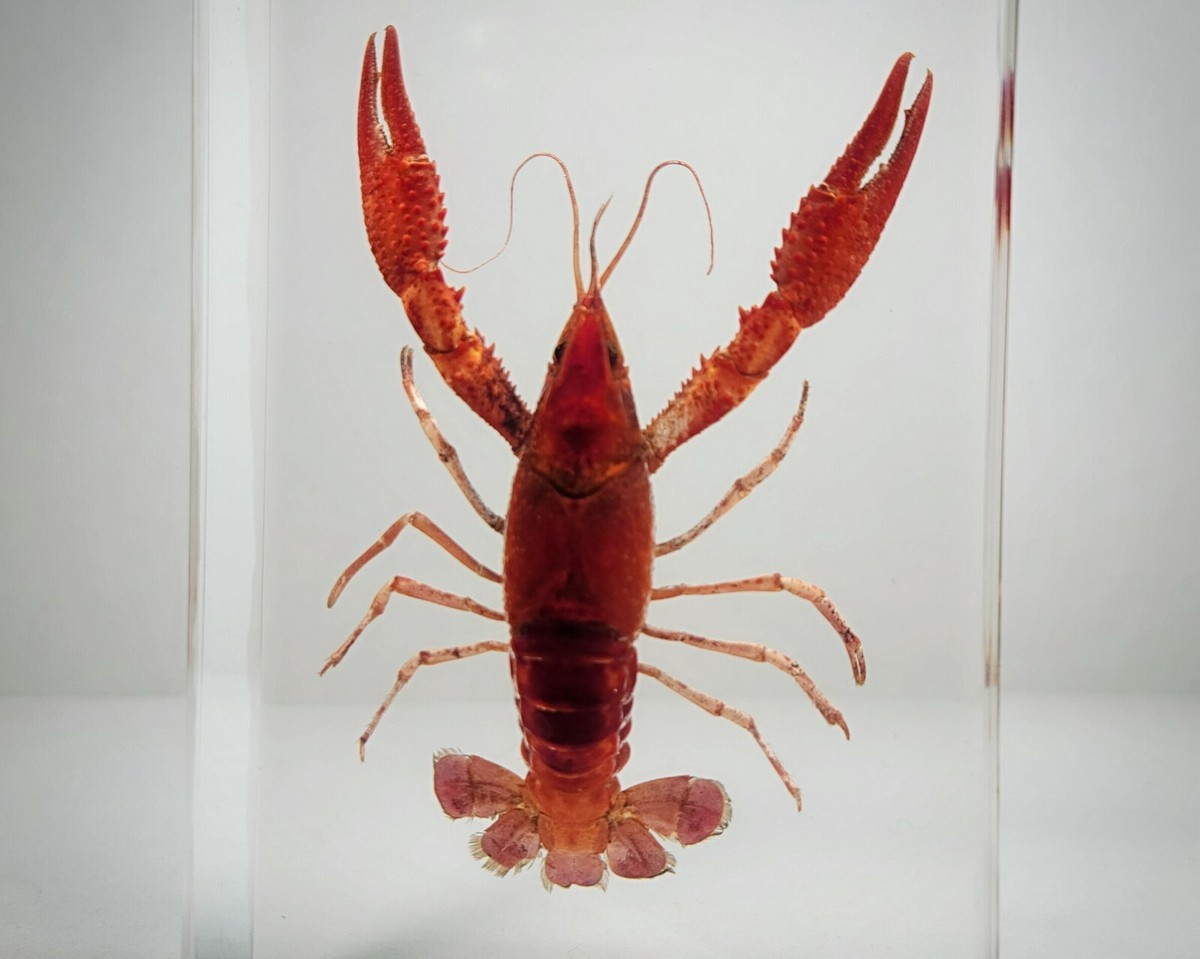 An application scenario or product detail of cost of crayfish - Image 7