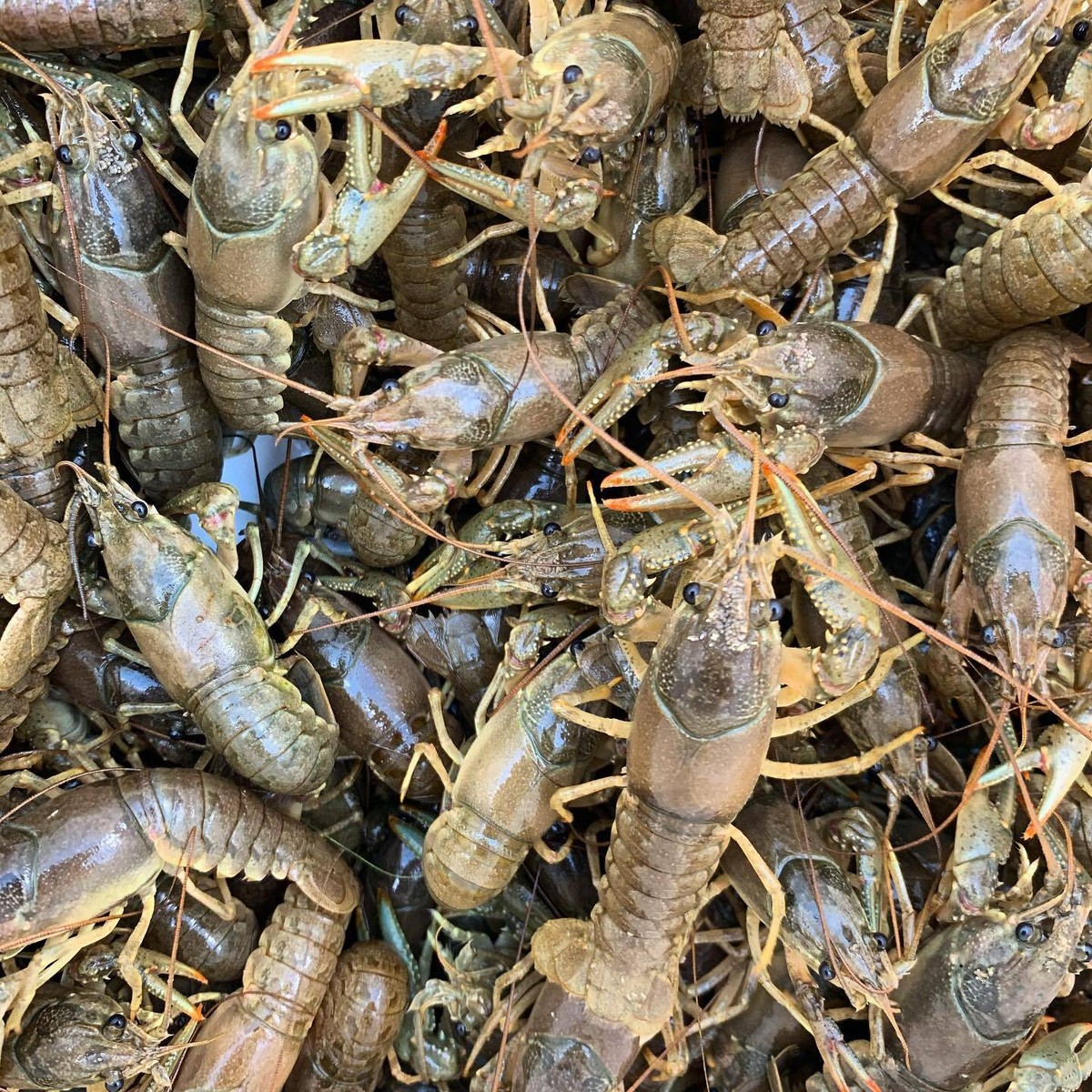 An application scenario or product detail of cost of crayfish - Image 8