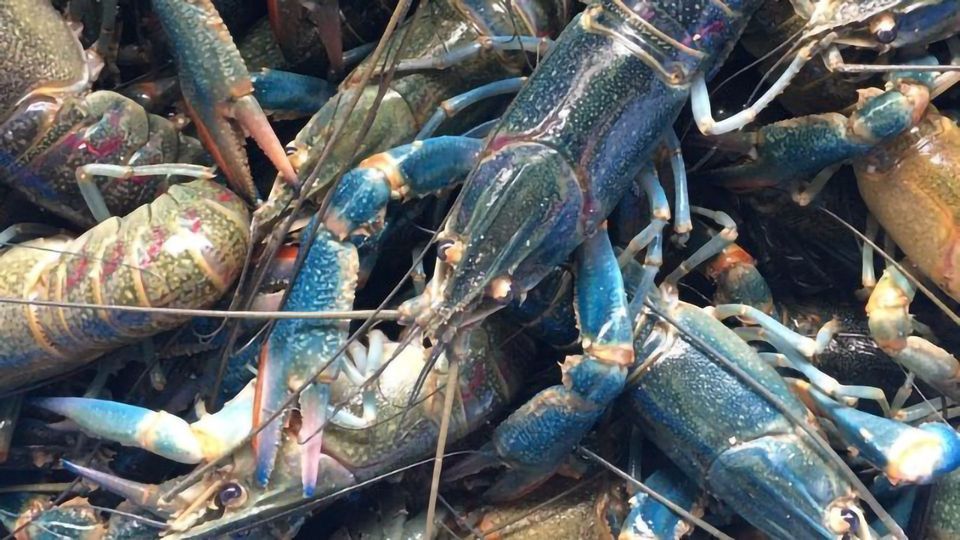 An application scenario or product detail of cost of crayfish - Image 12
