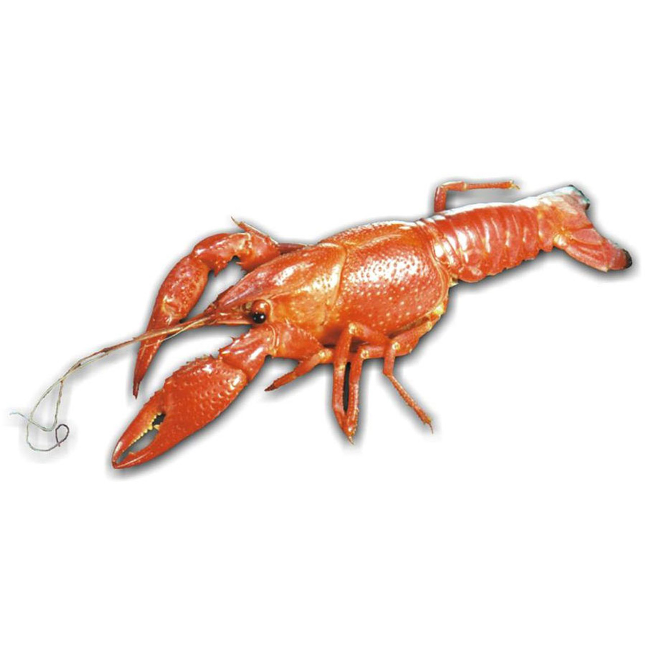 An application scenario or product detail of cost of crayfish - Image 17
