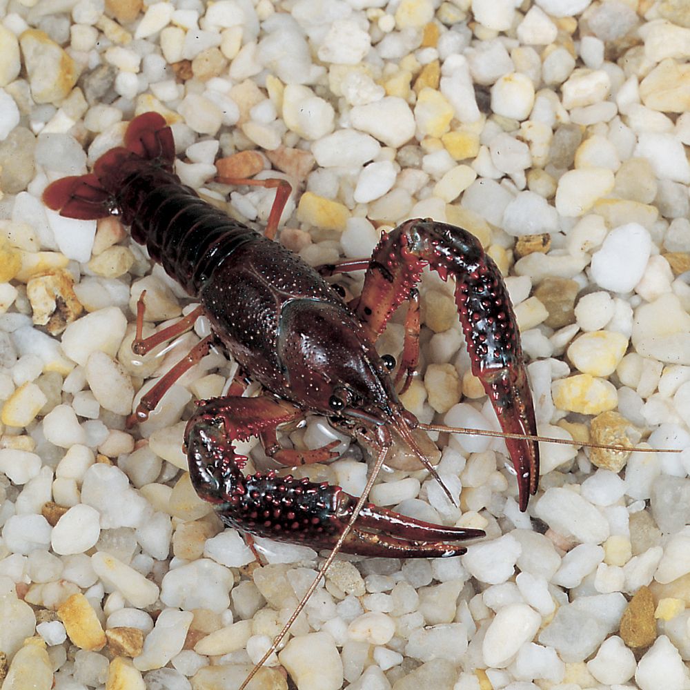 Featured image for the cost of crayfish guide