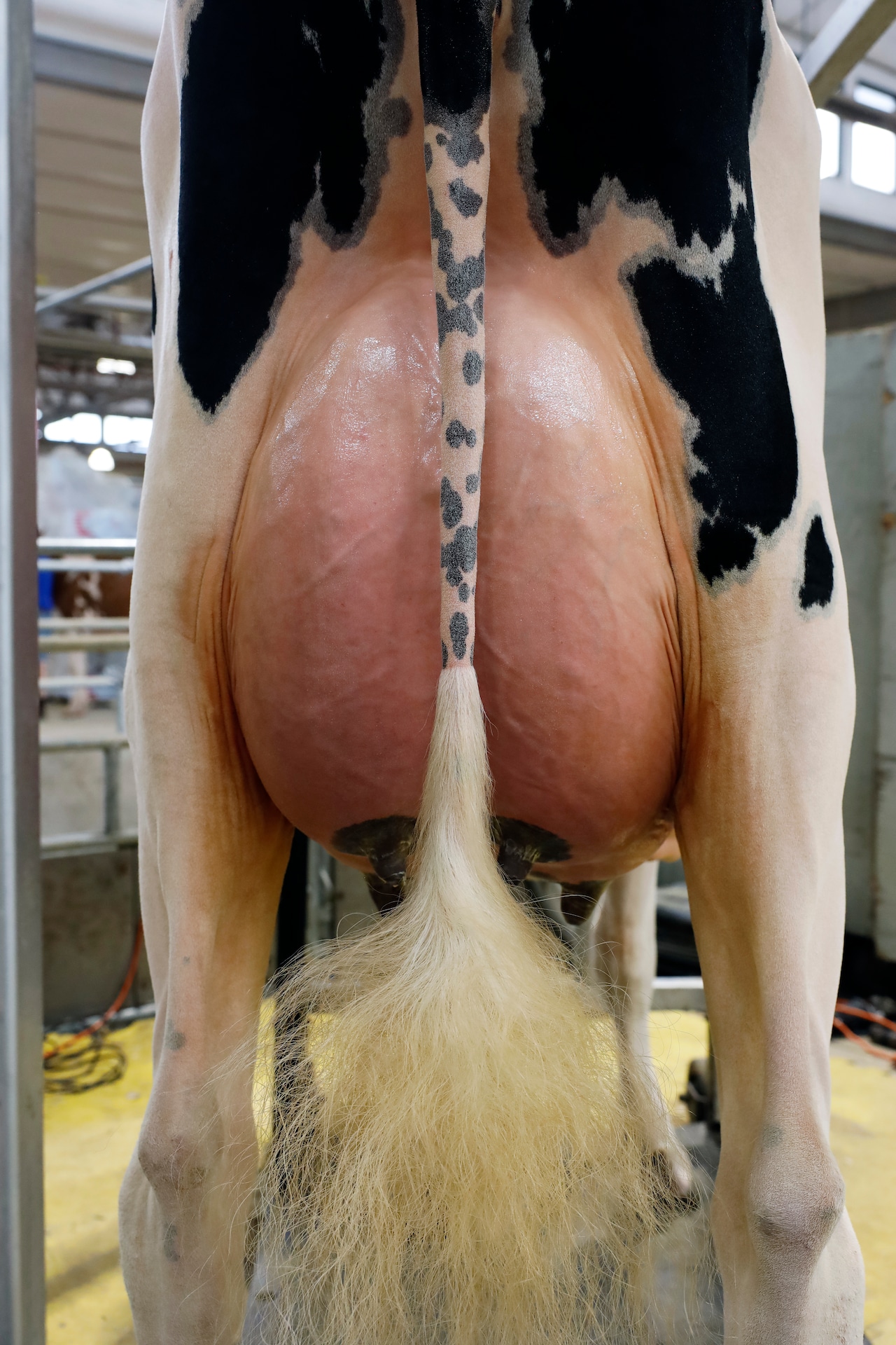 An application scenario or product detail of cow bikini - Image 1