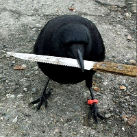 Featured image for crow with knife crypto - crow with knife price today, CAW to USD ...