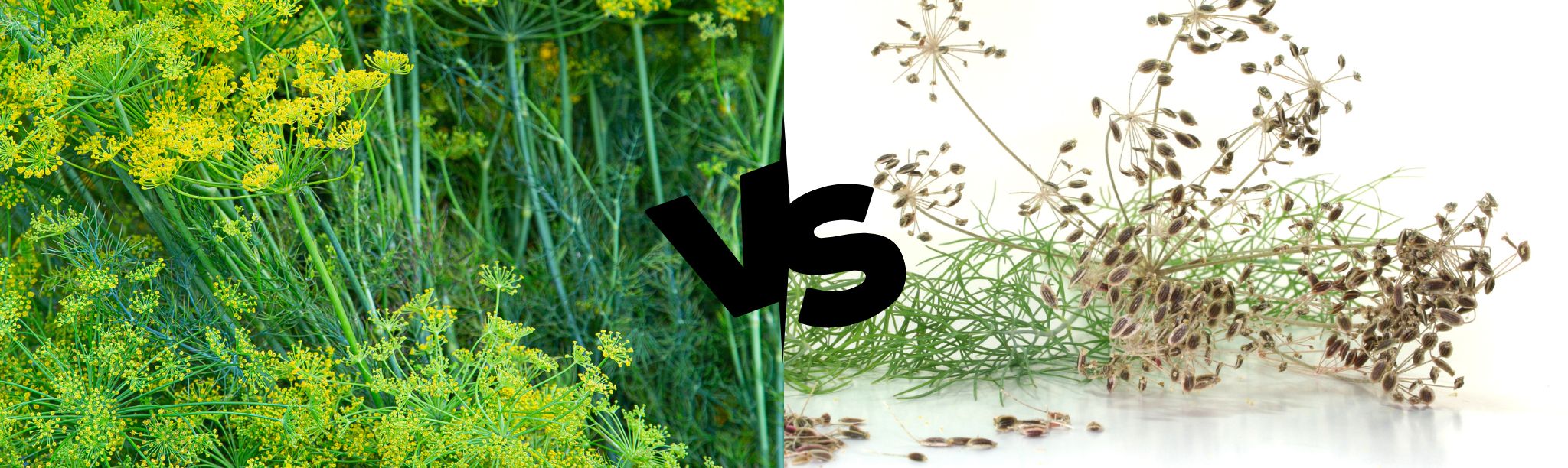 An application scenario or product detail of dill seed vs dill weed - Image 3