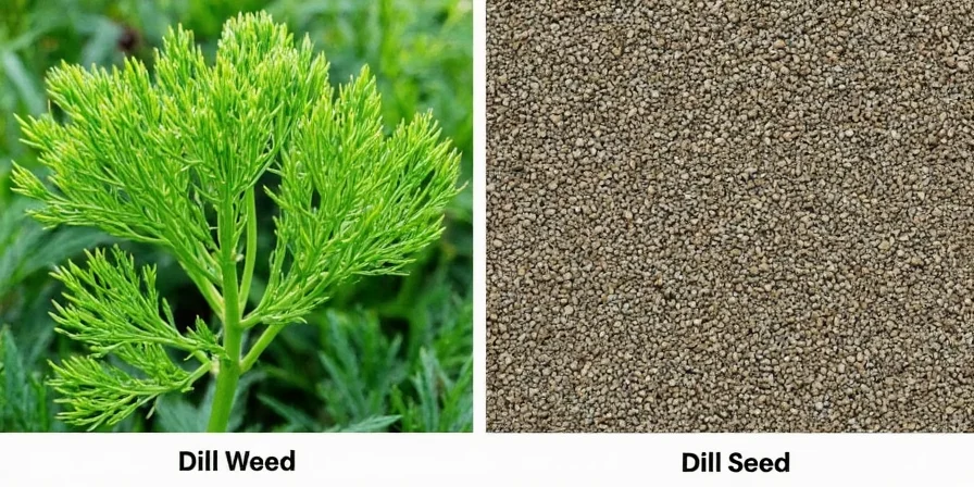 An application scenario or product detail of dill seed vs dill weed - Image 6