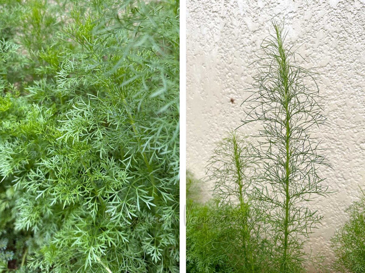An application scenario or product detail of dill seed vs dill weed - Image 12