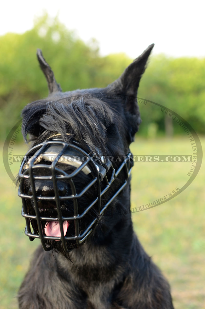 An application scenario or product detail of dog mouth guard - Image 19