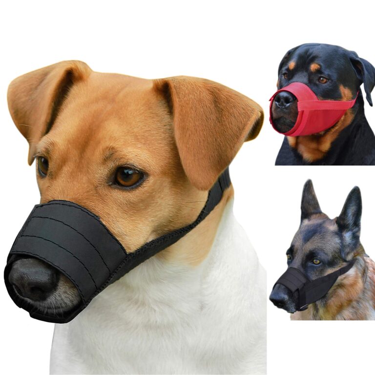 Featured image for the dog mouth guard guide