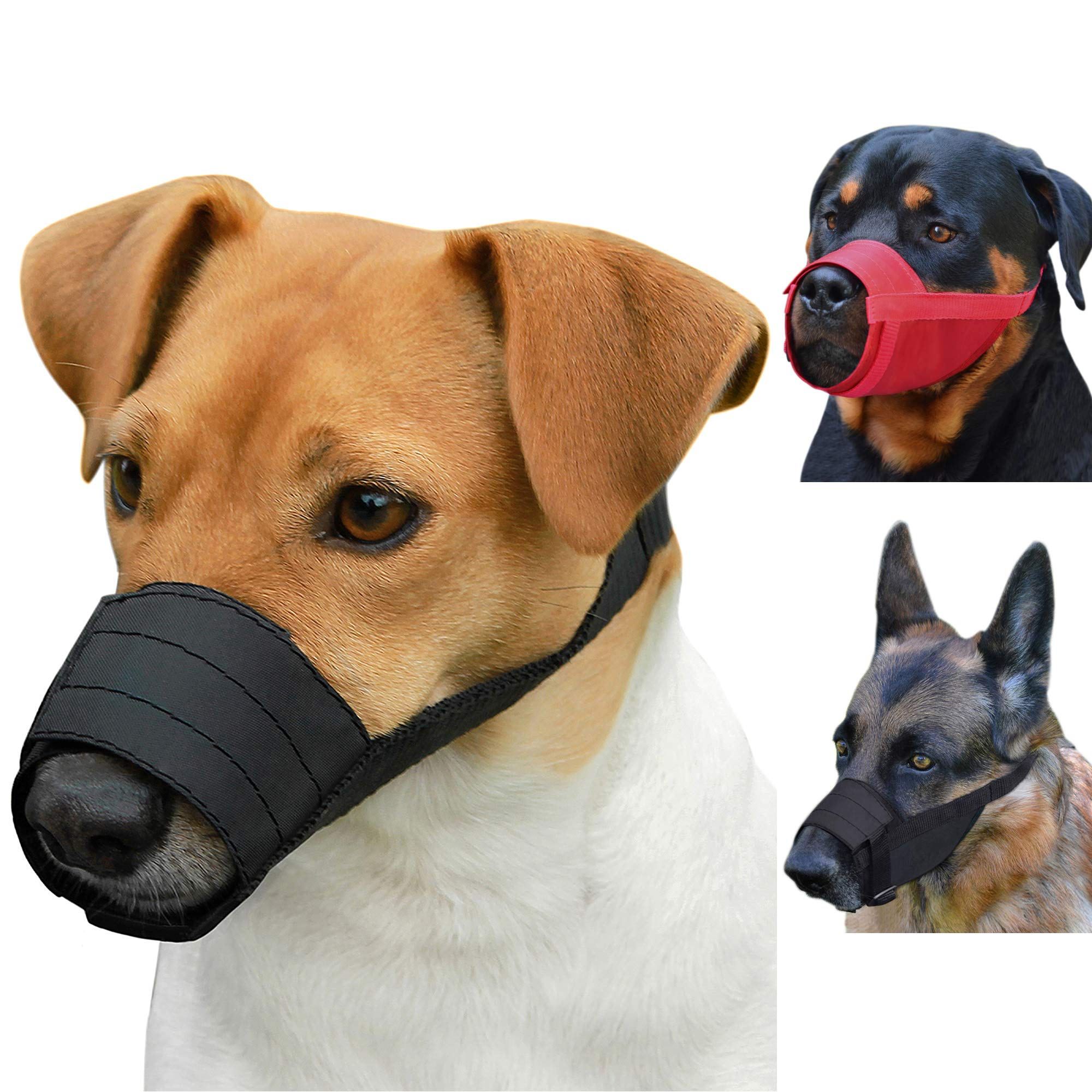 Featured image for the dog mouth guard guide