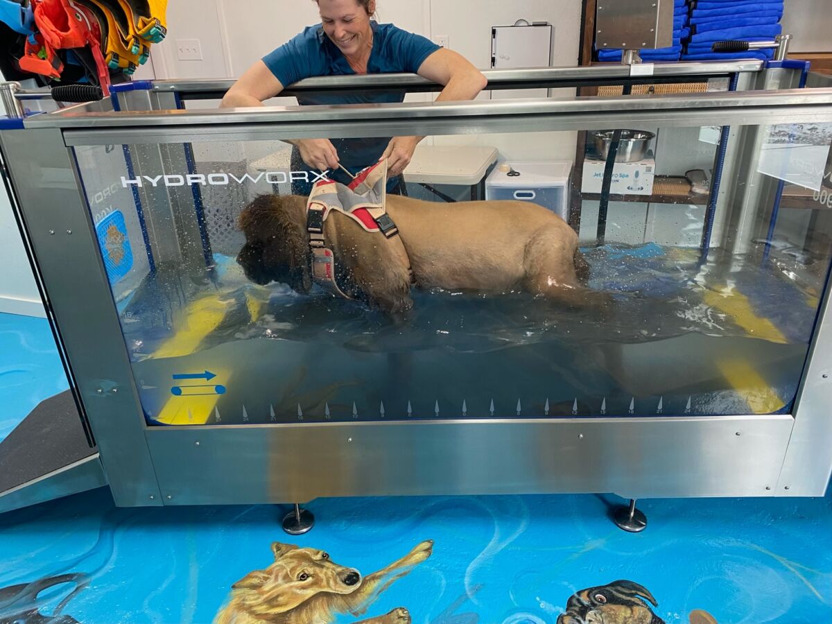 An application scenario or product detail of dog water treadmill - Image 2