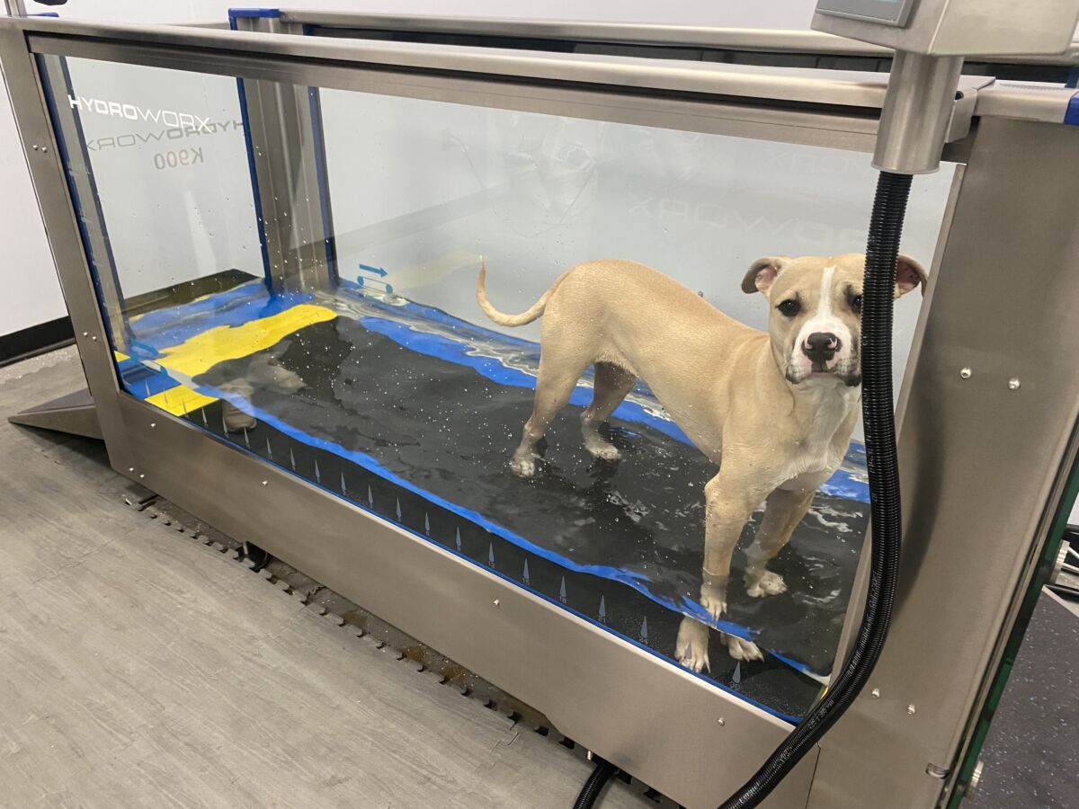 An application scenario or product detail of dog water treadmill - Image 3