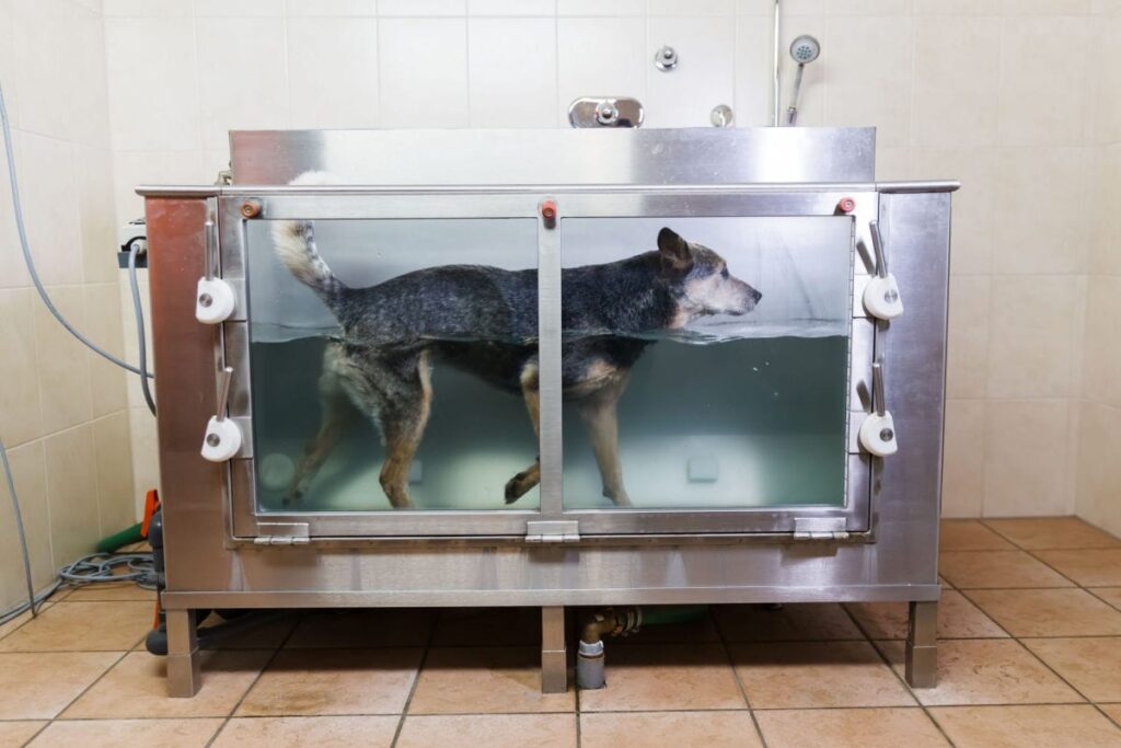 An application scenario or product detail of dog water treadmill - Image 4