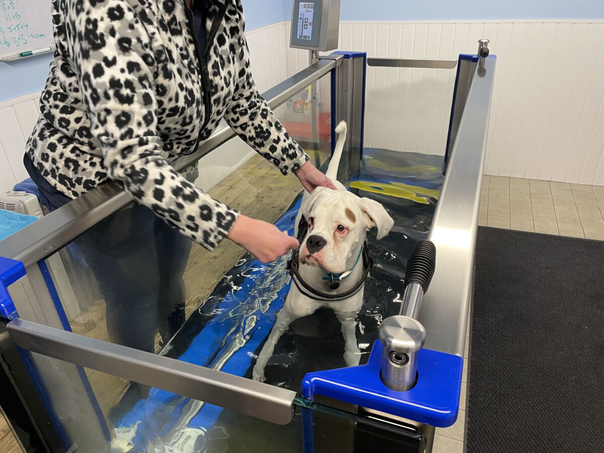 An application scenario or product detail of dog water treadmill - Image 6