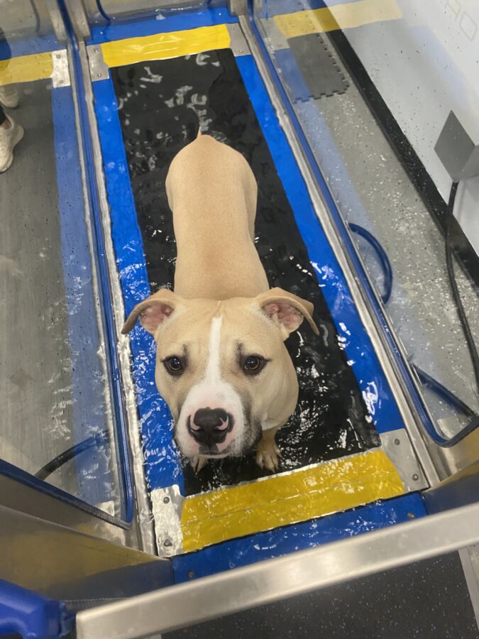 An application scenario or product detail of dog water treadmill - Image 12