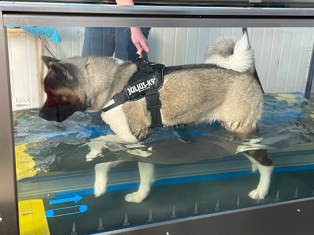 An application scenario or product detail of dog water treadmill - Image 14