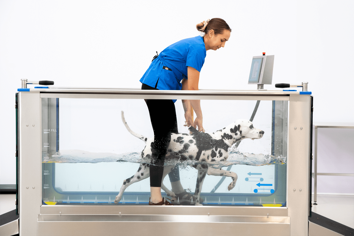 An application scenario or product detail of dog water treadmill - Image 17
