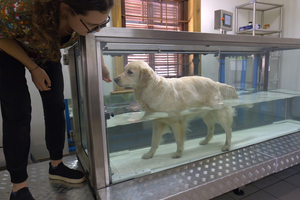 An application scenario or product detail of dog water treadmill - Image 20