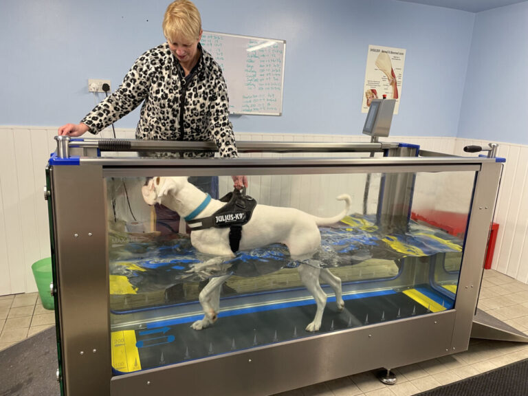 Featured image for the dog water treadmill guide
