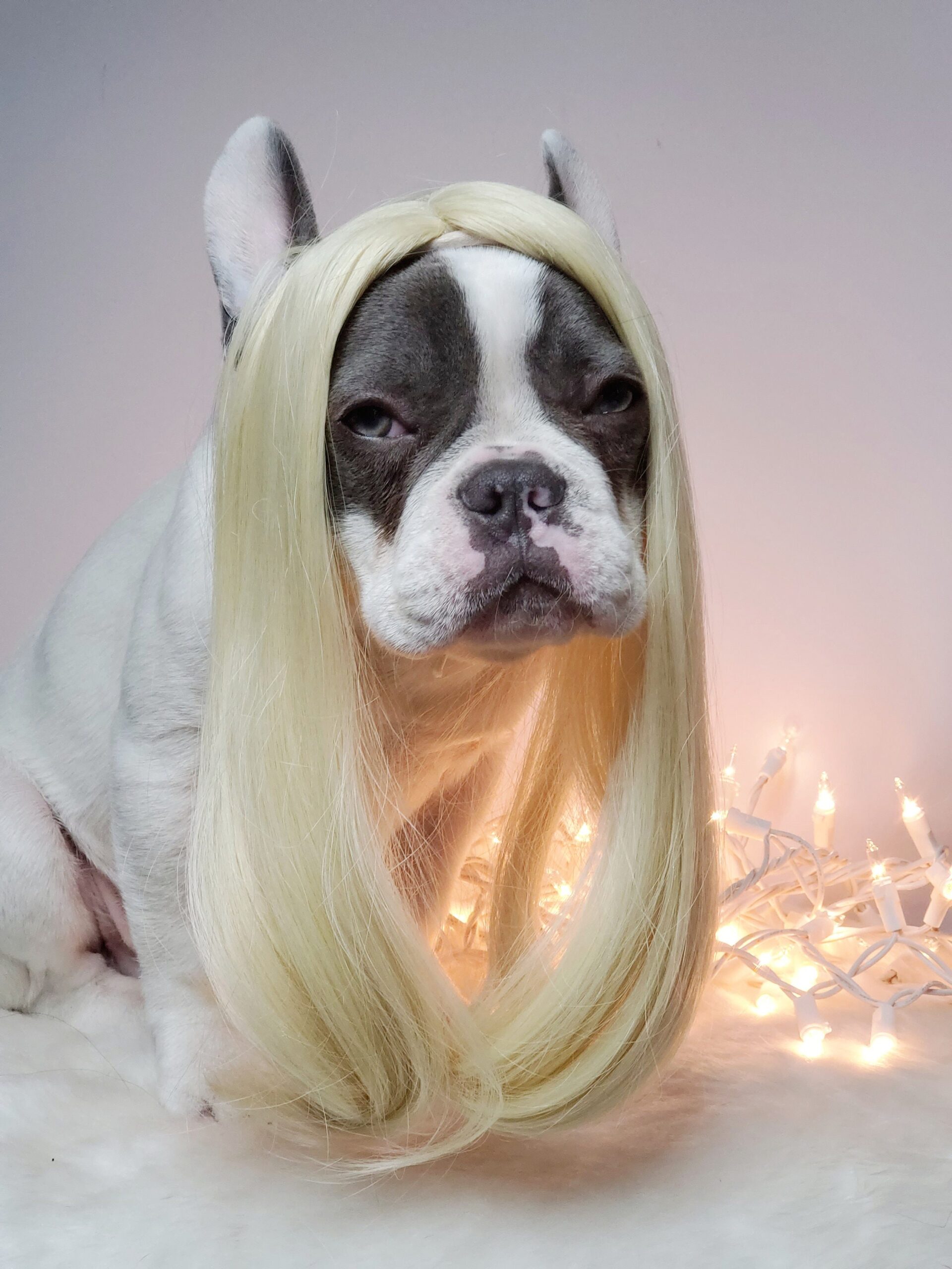 An application scenario or product detail of dog wigs - Image 3
