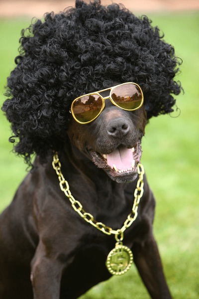 An application scenario or product detail of dog wigs - Image 11